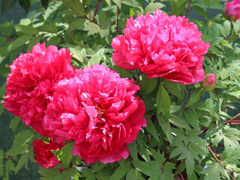 immagine di copertina