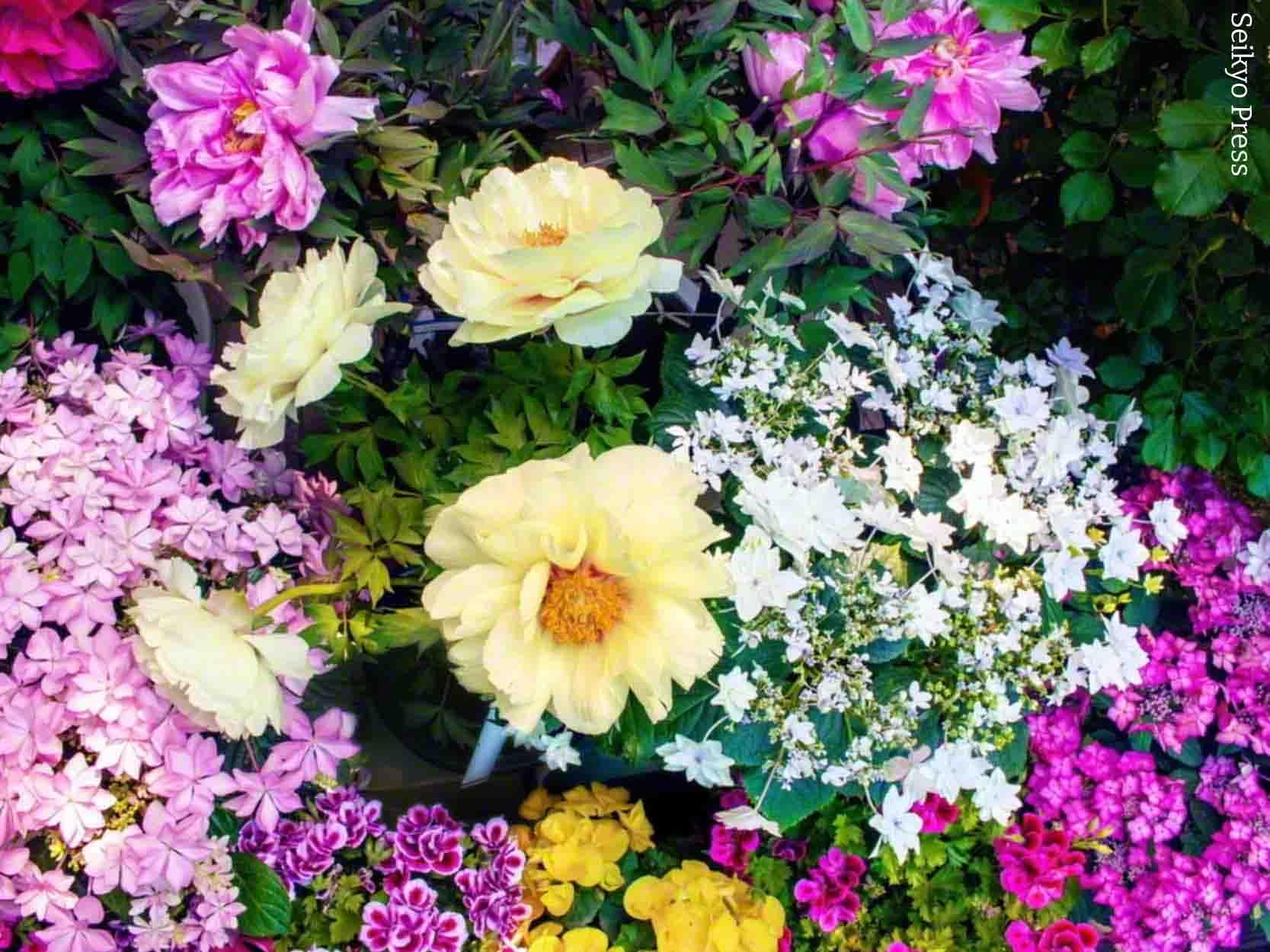 immagine di copertina