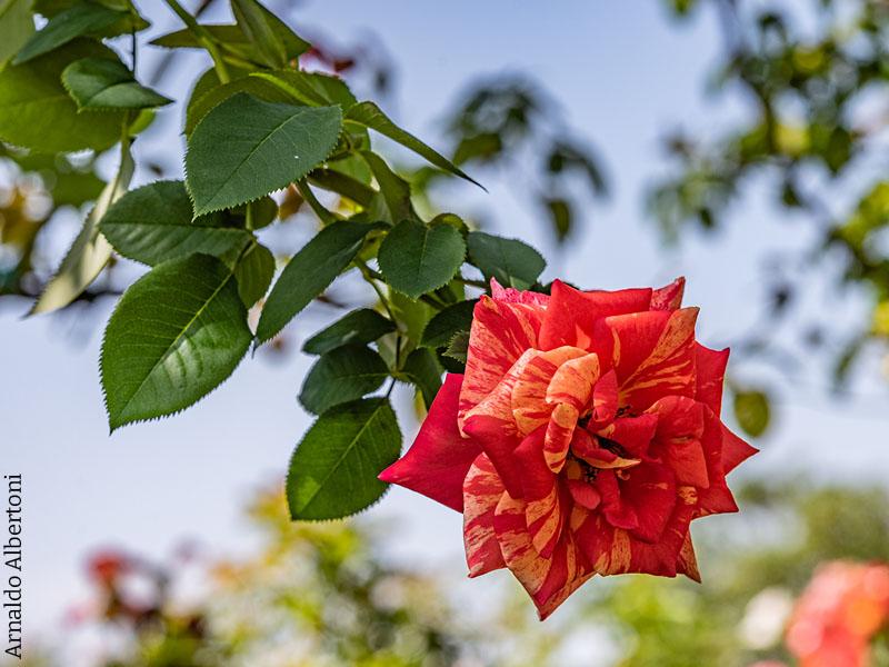 immagine di copertina